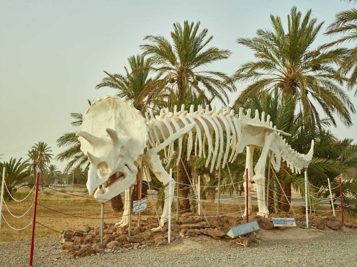 ウルトラレア スピノサウルス 帆の化石 モロッコ kem sp