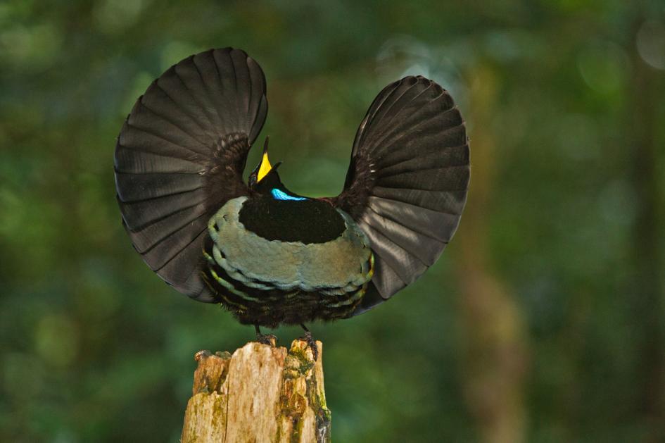 ギャラリー：若き音楽家はなぜ博物館の鳥300体を盗んだのか 写真9点