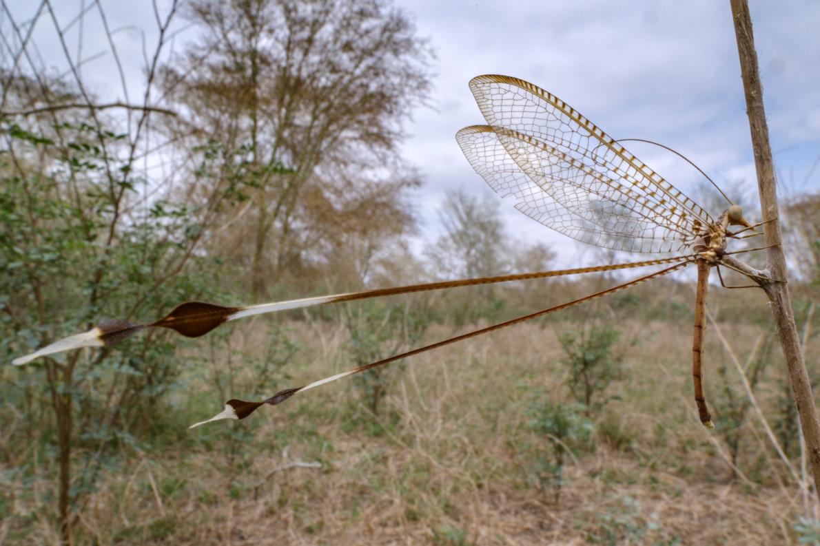 ギャラリー：モザンビーク驚異の昆虫たち（両生爬虫類も） 写真15点 | ナショナルジオグラフィック日本版サイト
