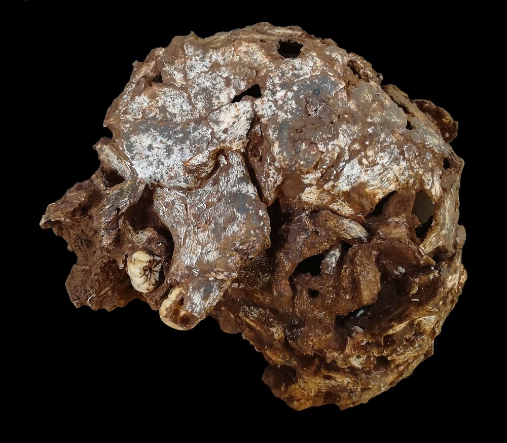 ギャラリー：ケニアの洞窟で発見されたアフリカ最古のヒトの墓、画像6