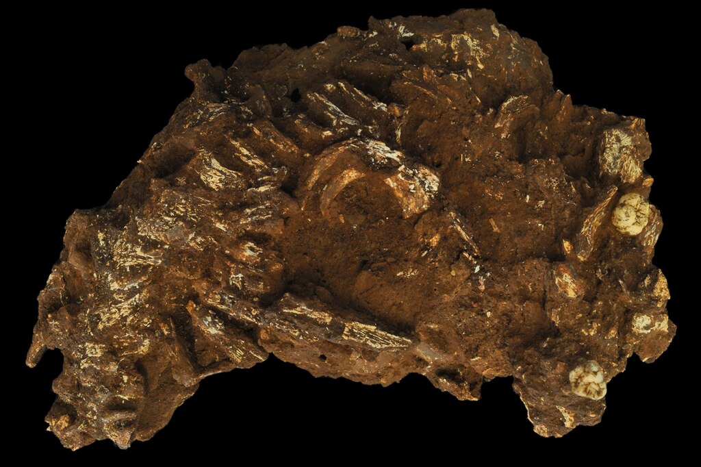 ギャラリー：ケニアの洞窟で発見されたアフリカ最古のヒトの墓、画像6