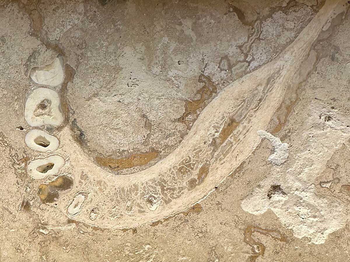 ギャラリー：お風呂の床のタイルで古人類の骨を発見、人類学者ら興奮 