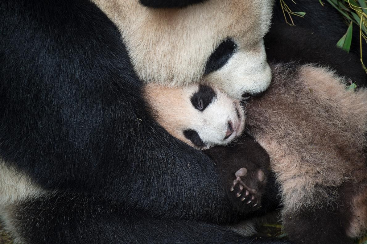 ギャラリー 動物の母子の美しい瞬間 写真点 ナショナルジオグラフィック日本版サイト ギャラリー 動物の母子の美しい瞬間 写真点 ナショナルジオグラフィック日本版サイト