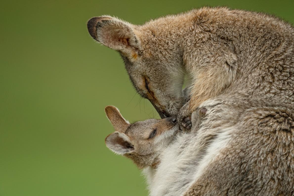 ギャラリー 動物の母子の美しい瞬間 写真点 ナショナルジオグラフィック日本版サイト ギャラリー 動物の母子の美しい瞬間 写真点 ナショナルジオグラフィック日本版サイト