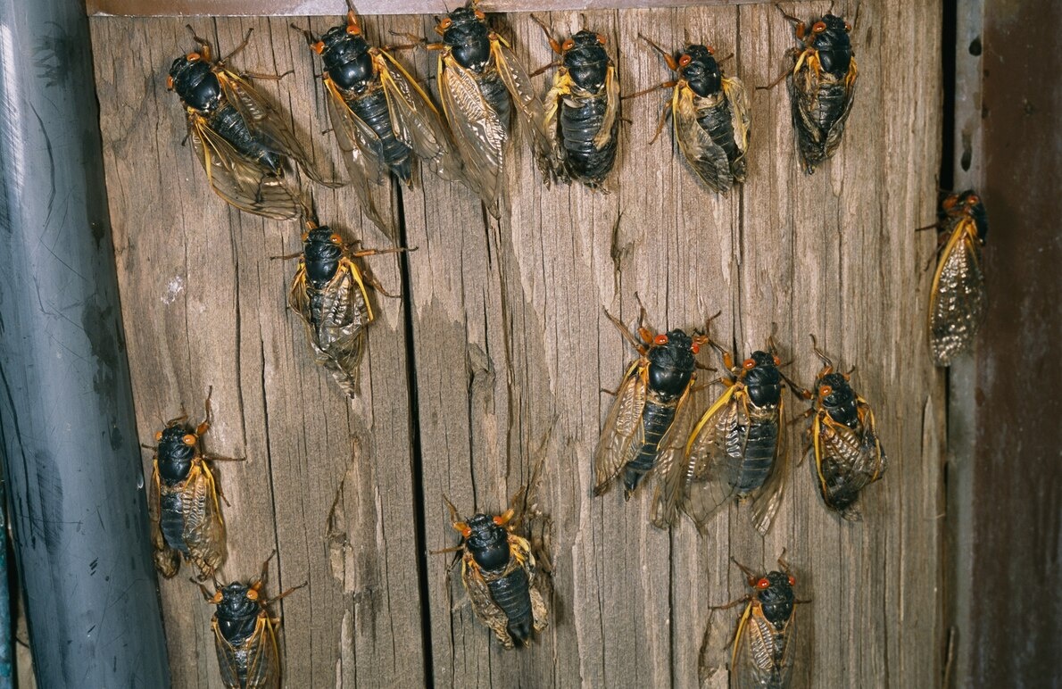 ギャラリー 21年は 当たり年 米国で17年に一度のセミの大発生 写真8点 ナショナルジオグラフィック日本版サイト ギャラリー 21年は 当たり年 米国で17年に一度のセミの大発生 写真8点 ナショナルジオグラフィック日本版サイト