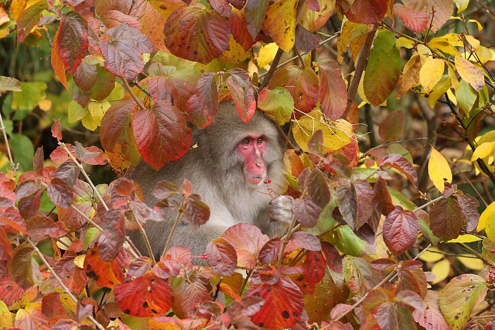 ギャラリー 野生の動物たちはこんなにも美しい 写真10点 ナショナルジオグラフィック日本版サイト