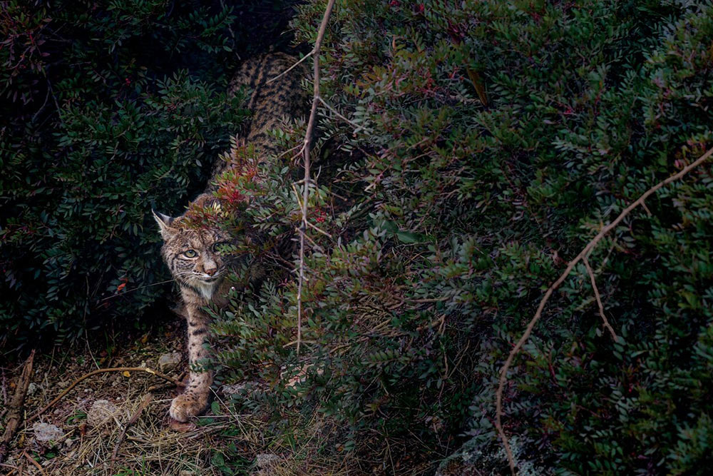 特集ギャラリー：復活するスペインオオヤマネコ 写真と地図7点（2022年