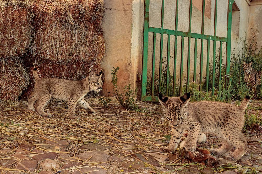 特集ギャラリー：復活するスペインオオヤマネコ 写真と地図7点（2022年
