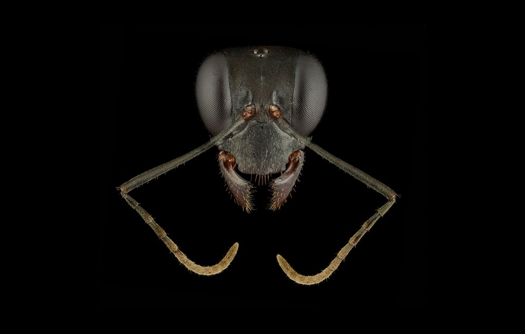 ギャラリー アリの顔を超接写 その多様性と美しさ 写真12点 ナショナルジオグラフィック日本版サイト
