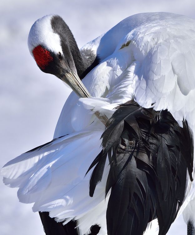 ギャラリー 世界の美しい鳥たち6 ナショナルジオグラフィック日本版サイト
