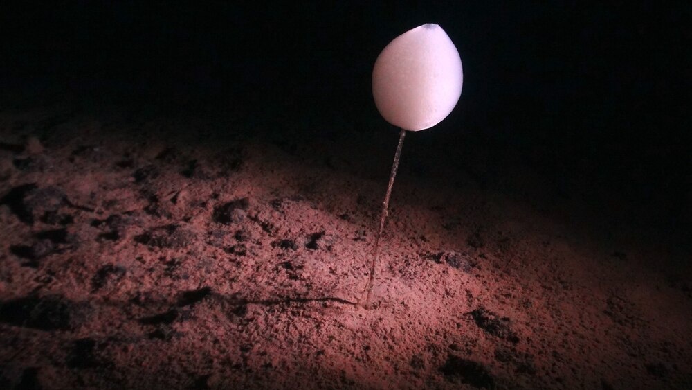 ギャラリー:「クラリオン・クリッパートン海域」の奇妙な深海生物たち 写真10点ナショナルジオグラフィック日本版サイト