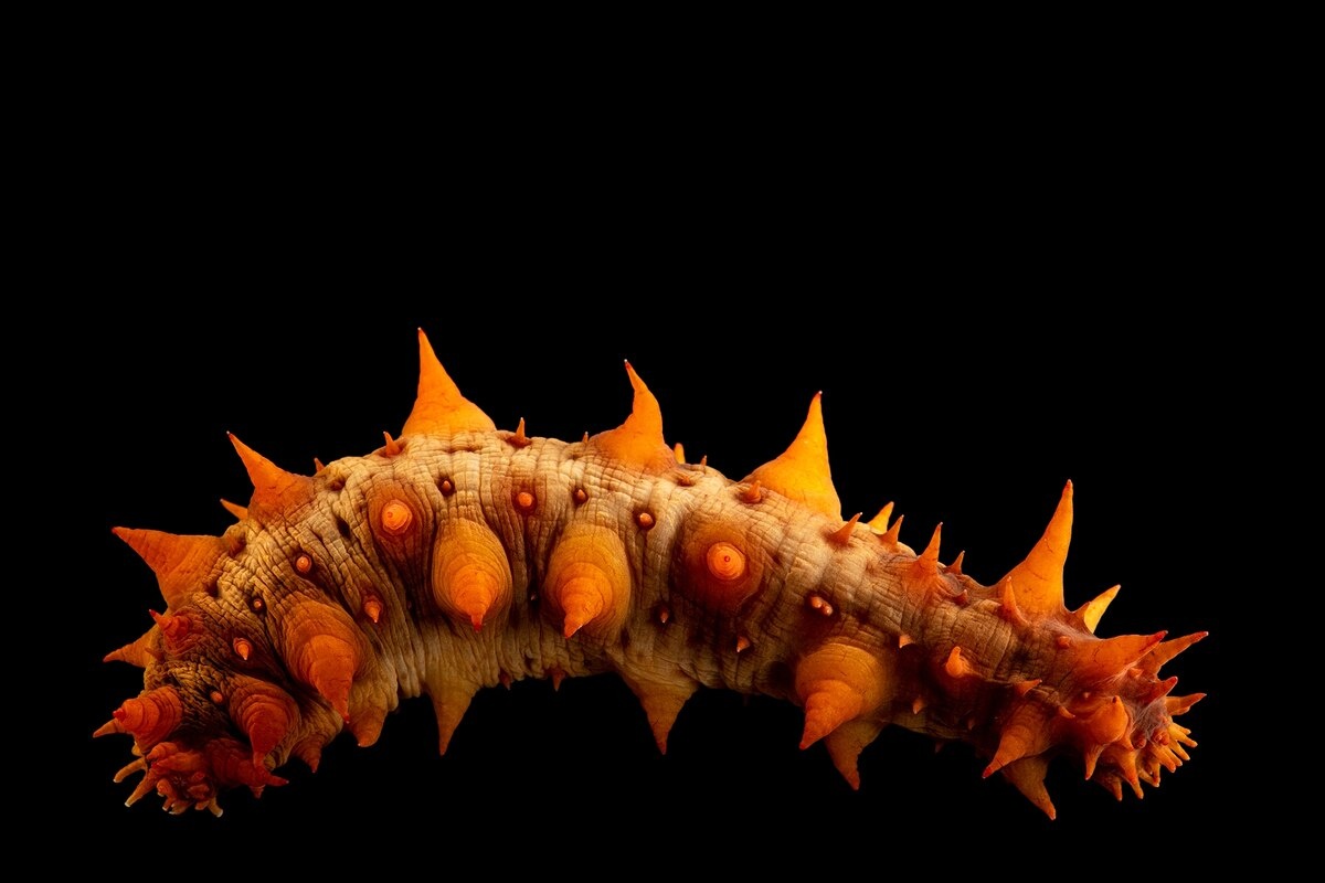 ギャラリー:色も形も大きさも多種多彩なナマコたち 写真7点 | ナショナルジオグラフィック日本版サイト