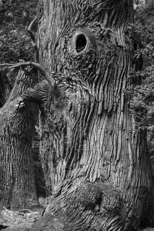 ギャラリー：死にゆく世界の巨木、瀬戸際の森林 | ナショナルジオ