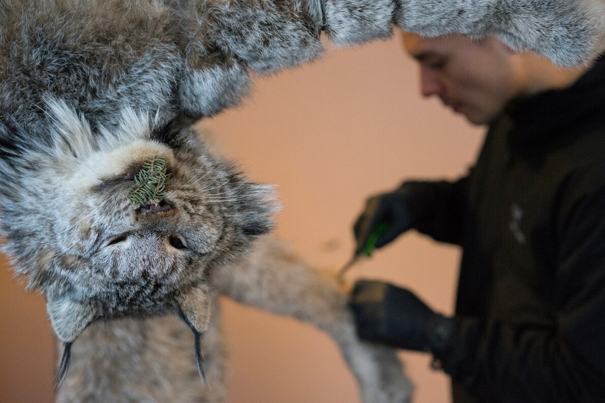 ギャラリー 反毛皮の波で苦境に カナダ先住民の伝統的なわな猟師たち 写真点 ナショナルジオグラフィック日本版サイト