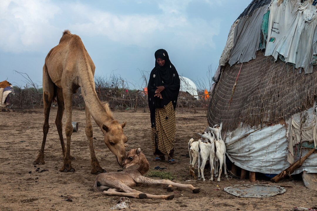 ギャラリー：ソマリランド襲う深刻な干ばつ、ラクダへの被害で苦しむ村人たち 写真9点 ナショナルジオグラフィック日本版サイト