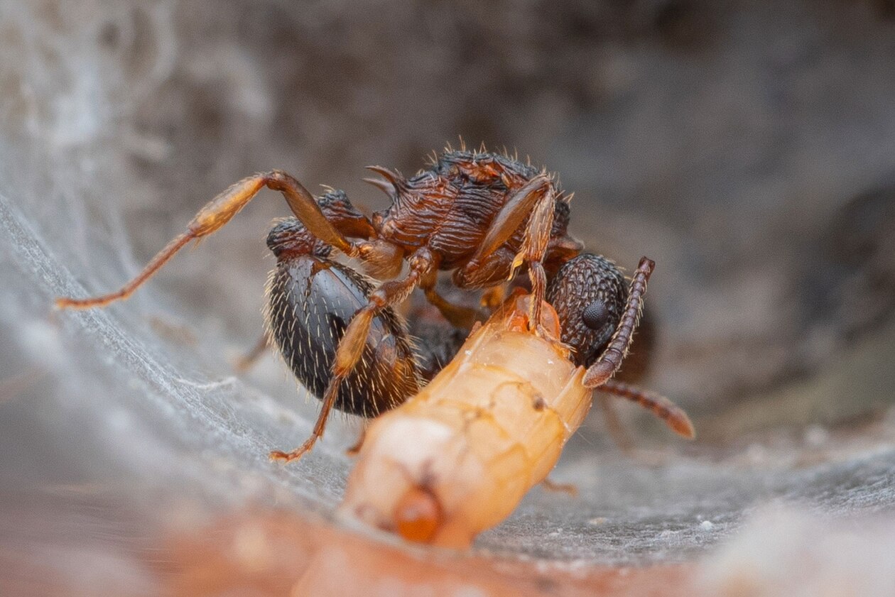 ギャラリー 驚きのアリの飼育技術 写真6点 ナショナルジオグラフィック日本版サイト