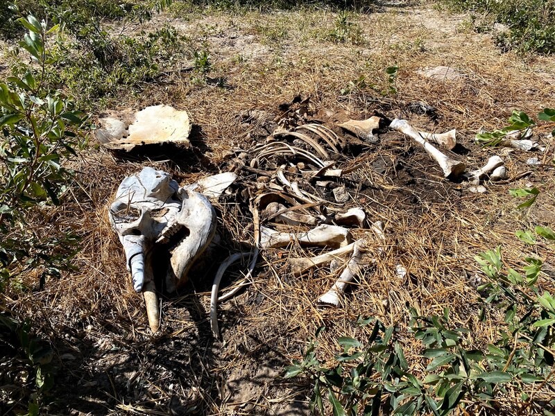 ギャラリー：400頭のゾウはなぜ死んだ？ 調査結果と今も残る謎 写真6点