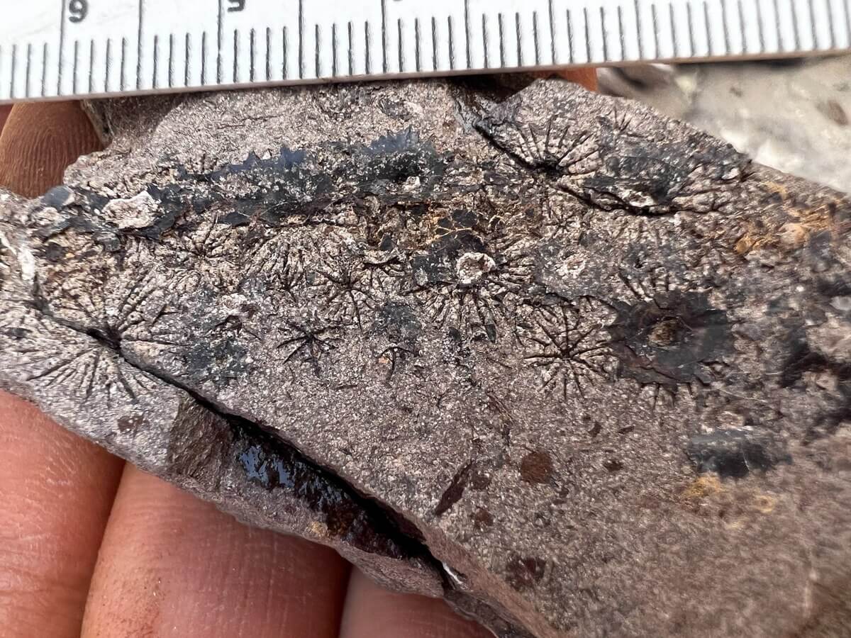 ギャラリー：まるで「化石の水族館」、6220万年前の魚の化石を大量に