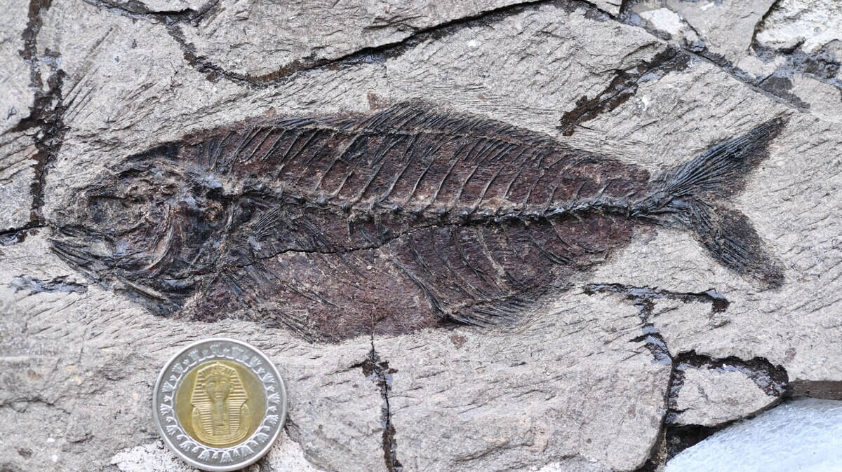 ギャラリー：まるで「化石の水族館」、6220万年前の魚の化石を大量に