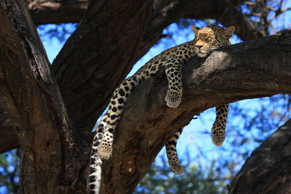 ギャラリー 動物たちの寝顔にホッとする 写真24点 ナショナルジオグラフィック日本版サイト ギャラリー 動物たちの寝顔にホッとする 写真24点 ナショナルジオグラフィック日本版サイト