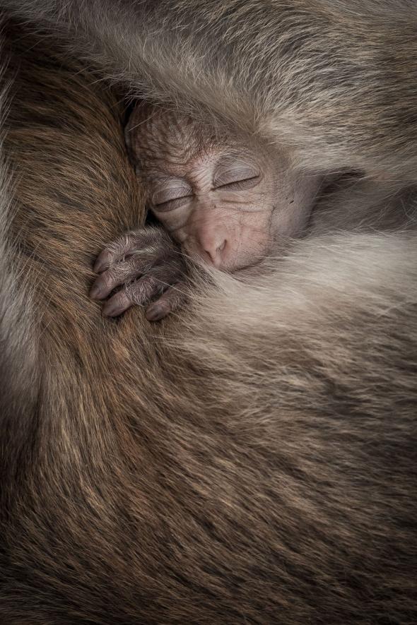 ギャラリー 動物たちの寝顔にホッとする 写真24点 ナショナルジオグラフィック日本版サイト