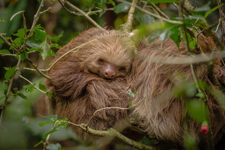 ギャラリー 動物たちの寝顔にホッとする 写真24点 ナショナルジオグラフィック日本版サイト