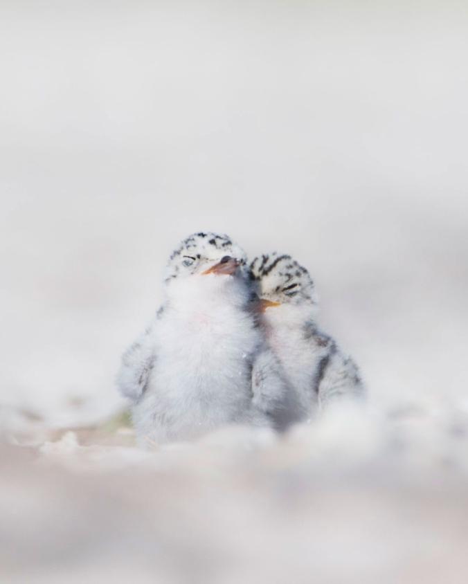 ギャラリー 動物たちの寝顔にホッとする 写真24点 ナショナルジオグラフィック日本版サイト