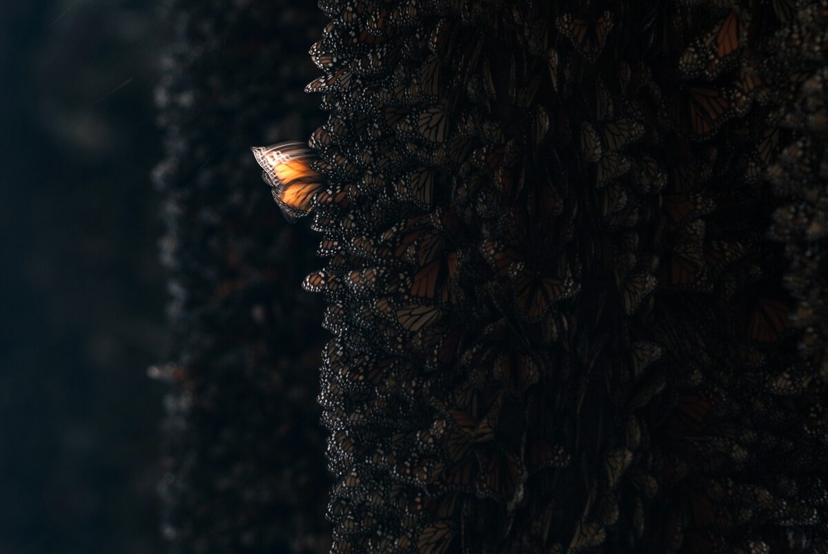 ギャラリー：「バタフライエフェクト」の本当の意味とは 写真と画像5点
