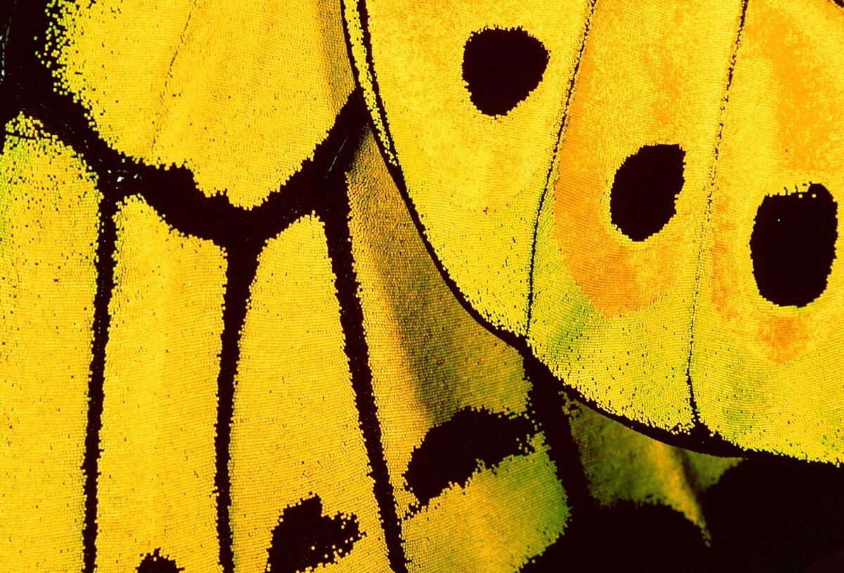 ギャラリー：「バタフライエフェクト」の本当の意味とは 写真と画像5点