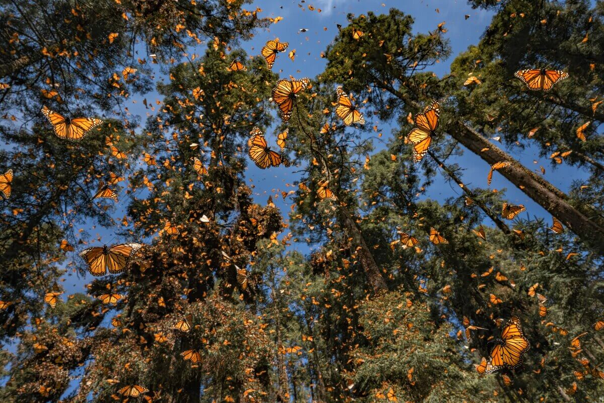 ギャラリー：「バタフライエフェクト」の本当の意味とは 写真と画像5点