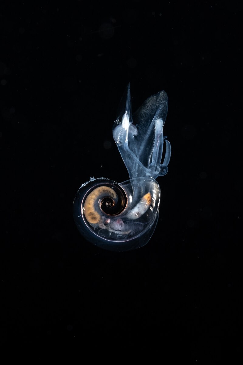 海洋魚類プランクトン研究 T. Ozawa 編 コース: プランクトン plankton | LASBOS Moodle