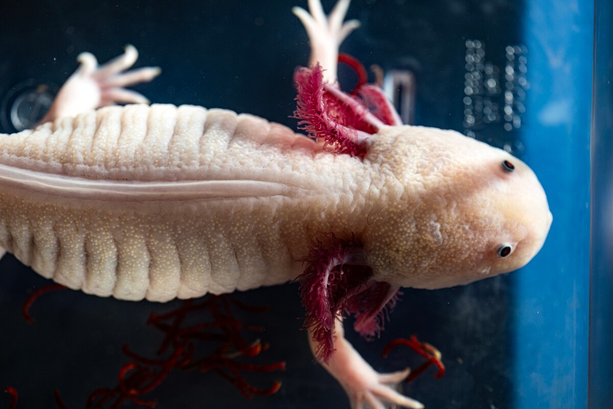 メキシコサラマンダー ウーパールーパー ユージン たのしい飼育当番