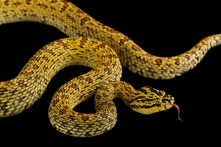 ギャラリー:世界のヘビ、多様でカラフルな写真22点ナショナルジオグラフィック日本版サイト