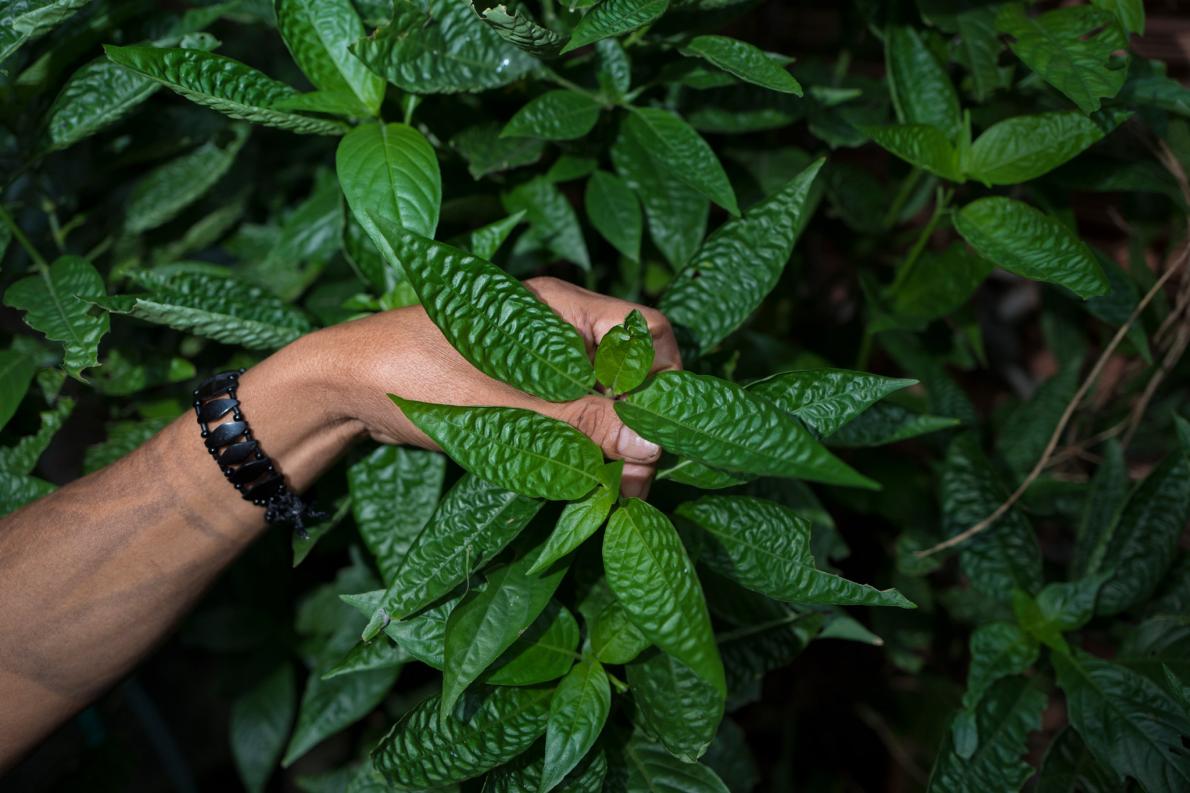 ギャラリー コロナ政策で部族全滅も ブラジルのアマゾン先住民が悲鳴 写真8点 ナショナルジオグラフィック日本版サイト