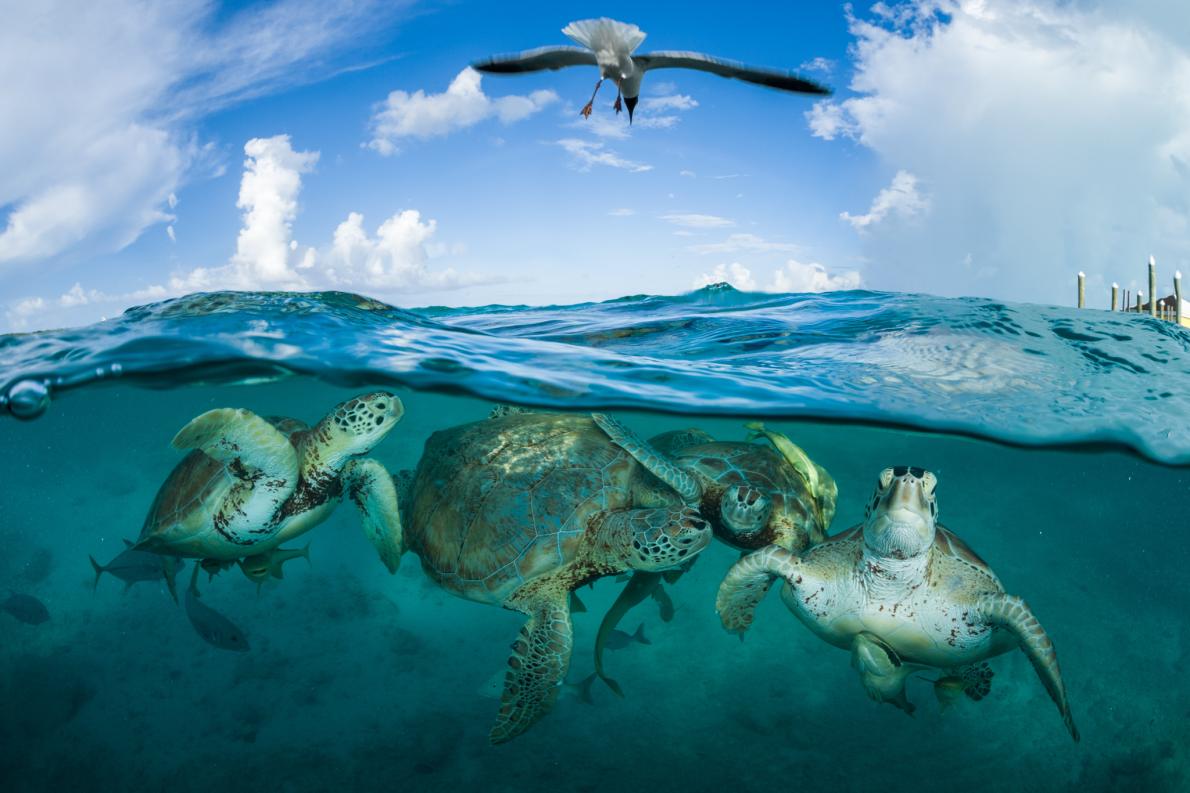 ギャラリー 守りたい 世界の美しいウミガメ 写真10点 ナショナルジオグラフィック日本版サイト