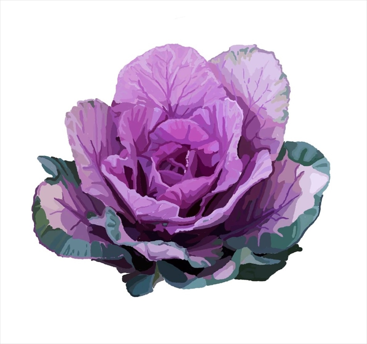 ギャラリー キャベツもブロッコリーも 食卓にお馴染みアブラナ属の野菜たち イラストと写真10点 ナショナルジオグラフィック日本版サイト ギャラリー キャベツもブロッコリーも 食卓にお馴染みアブラナ属の野菜たち イラストと写真10点 ナショナルジオグラフィック日本版サイト