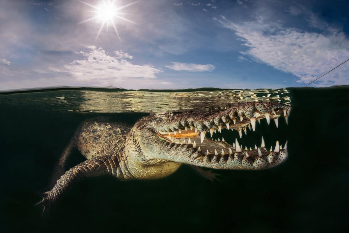 ギャラリー コンテスト応募作から28点の動物写真を紹介 ナショナルジオグラフィック日本版サイト