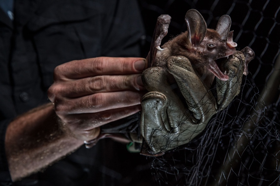 特集ギャラリー 動物を狩る 闇夜のコウモリ 18年7月号 ナショナルジオグラフィック日本版サイト 特集ギャラリー 動物を狩る 闇夜のコウモリ 18年7月号 ナショナルジオグラフィック日本版サイト