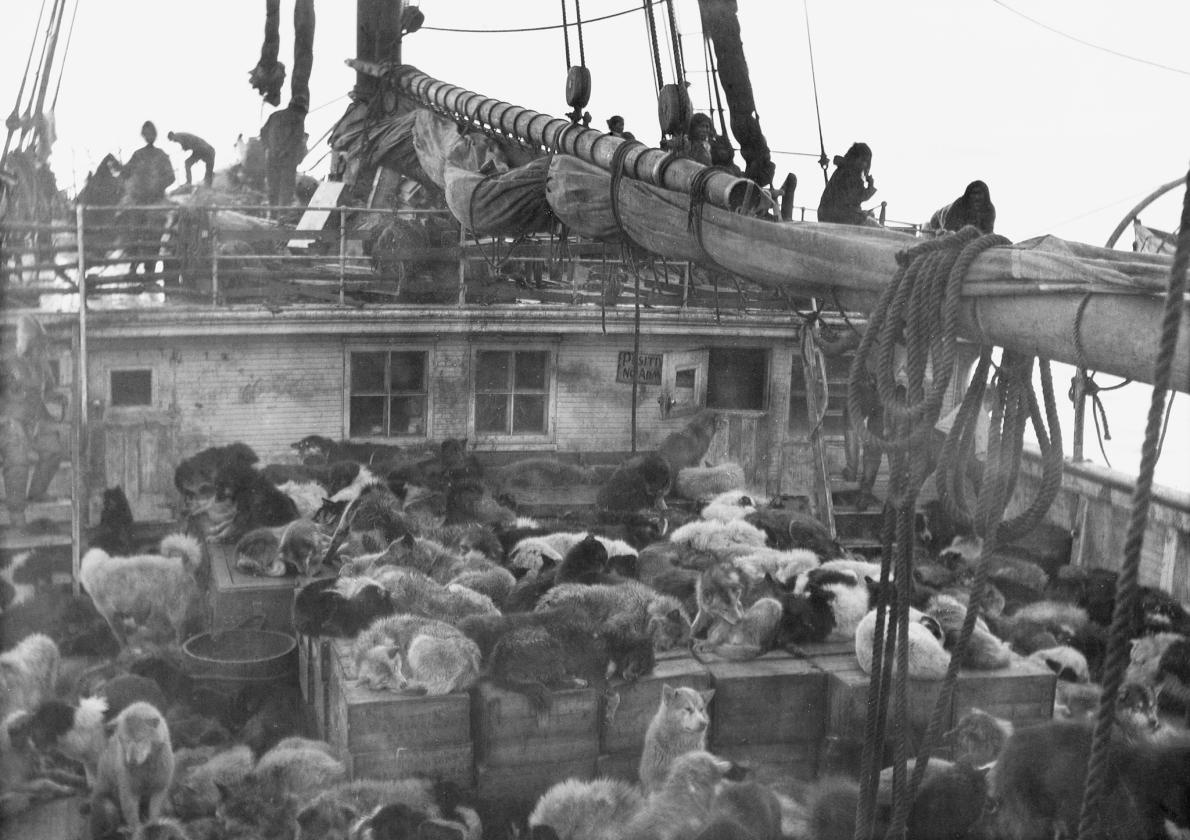 ギャラリー 極地探検で活躍した歴史的なそり犬たち 写真8点 ナショナルジオグラフィック日本版サイト ギャラリー 極地探検で活躍した歴史的なそり犬たち 写真8点 ナショナルジオグラフィック日本版サイト