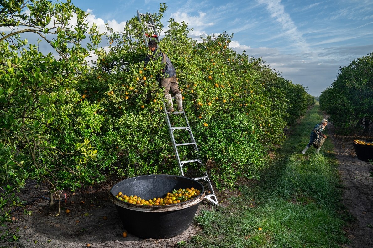 ギャラリー:回廊で守る、米国フロリダの動物と自然 写真8点ナショナルジオグラフィック日本版サイト