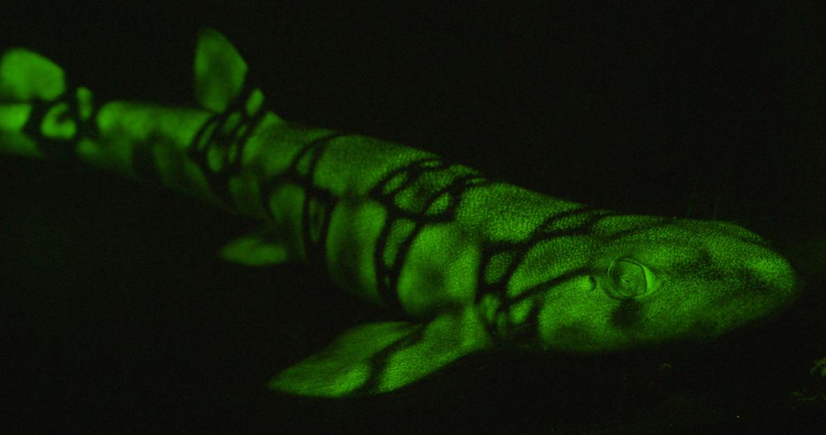 ギャラリー 蛍光に光る海の生きものたち 写真8点 ナショナルジオグラフィック日本版サイト