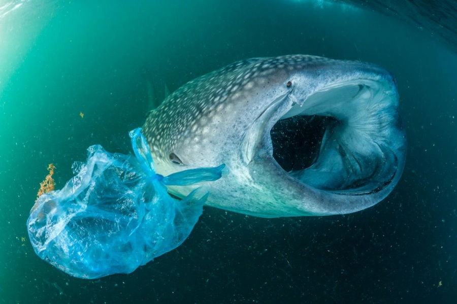 ギャラリー：プラスチックごみに翻弄される動物たち、写真10点 ナショナルジオグラフィック日本版サイト