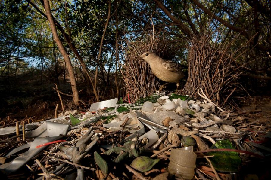 ギャラリー：プラスチックごみに翻弄される動物たち、写真10点