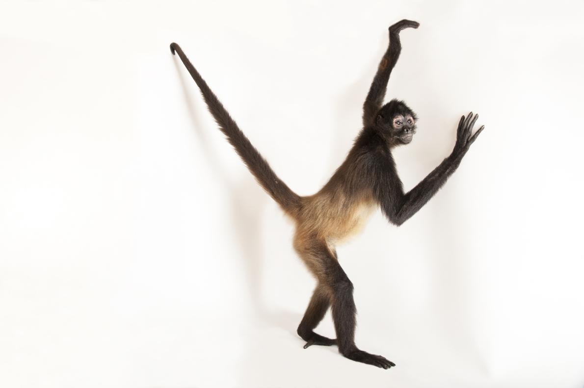 ギャラリー クモザル 写真5点 ナショナルジオグラフィック日本版サイト ギャラリー クモザル 写真5点 ナショナルジオグラフィック日本版サイト