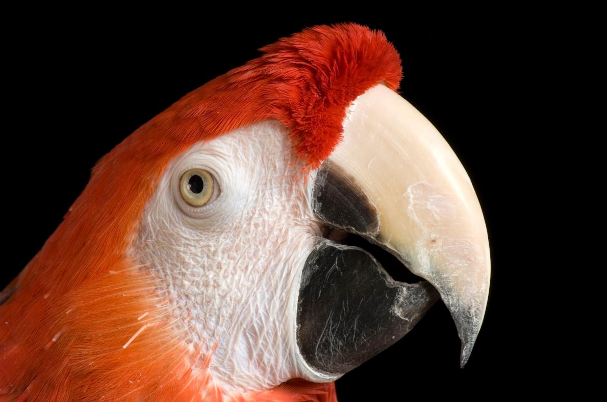 ギャラリー 希少な美しきコンゴウインコたち 写真9点 ナショナルジオグラフィック日本版サイト