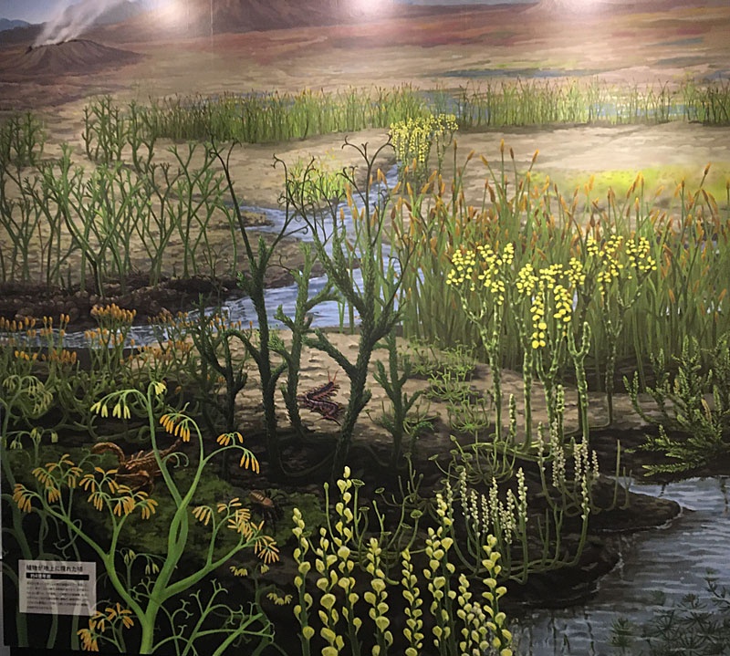 ギャラリー 特別展 植物 に行ってみた 驚きのサバイバル能力が続々 写真16点 ナショナルジオグラフィック日本版サイト ギャラリー 特別展 植物 に行ってみた 驚きのサバイバル能力が続々 写真16点 ナショナルジオグラフィック日本版サイト