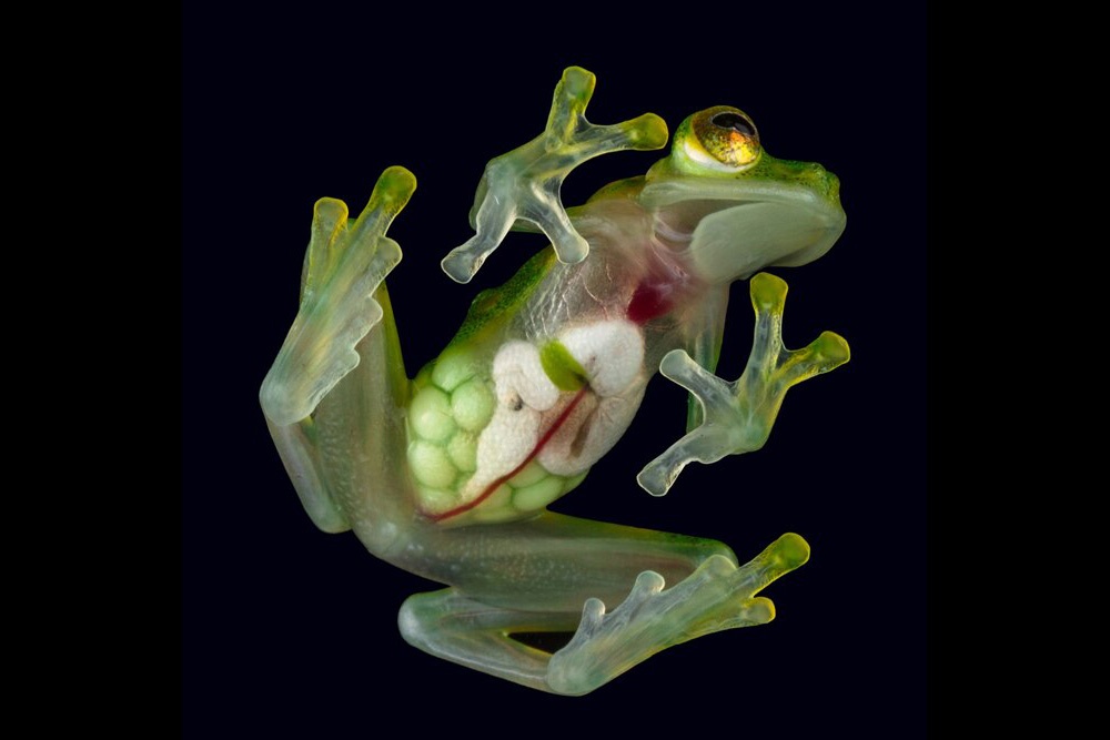 特集ギャラリー おなかの中まで見えてます 半透明のカエルたち 写真7点 21年8月号 ナショナルジオグラフィック日本版サイト 特集ギャラリー おなかの中まで見えてます 半透明のカエルたち 写真7点 21年8月号 ナショナルジオグラフィック日本版サイト