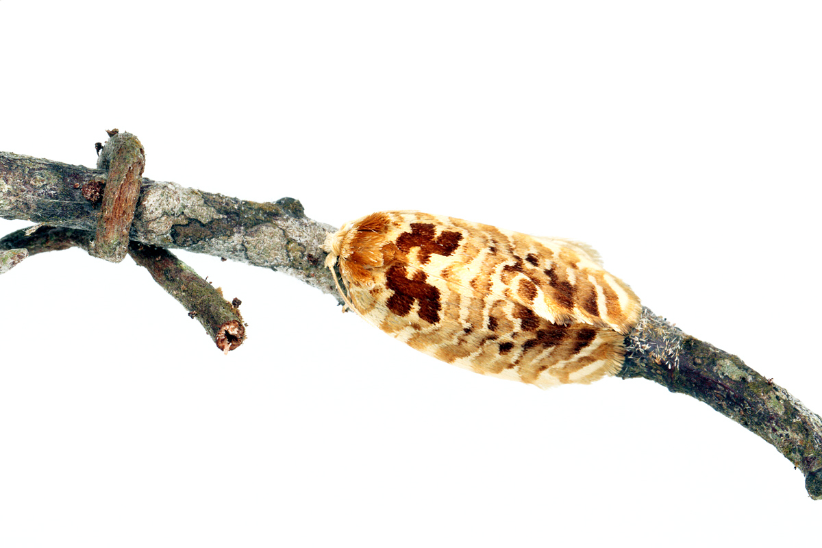 ギャラリー：釘付けになった「マニアックなガ」3選 蛾週間2025！ 写真