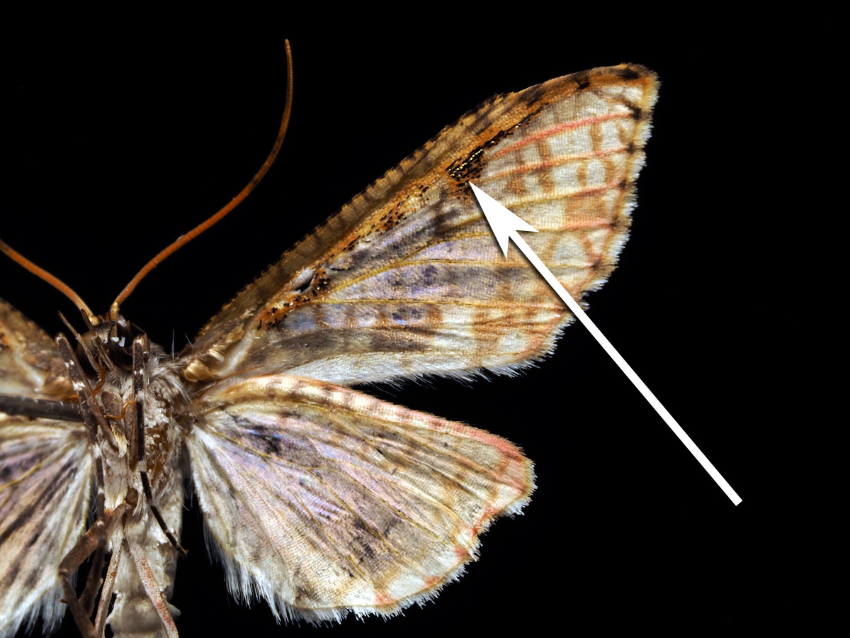 ギャラリー：釘付けになった「マニアックなガ」3選 蛾週間2025！ 写真