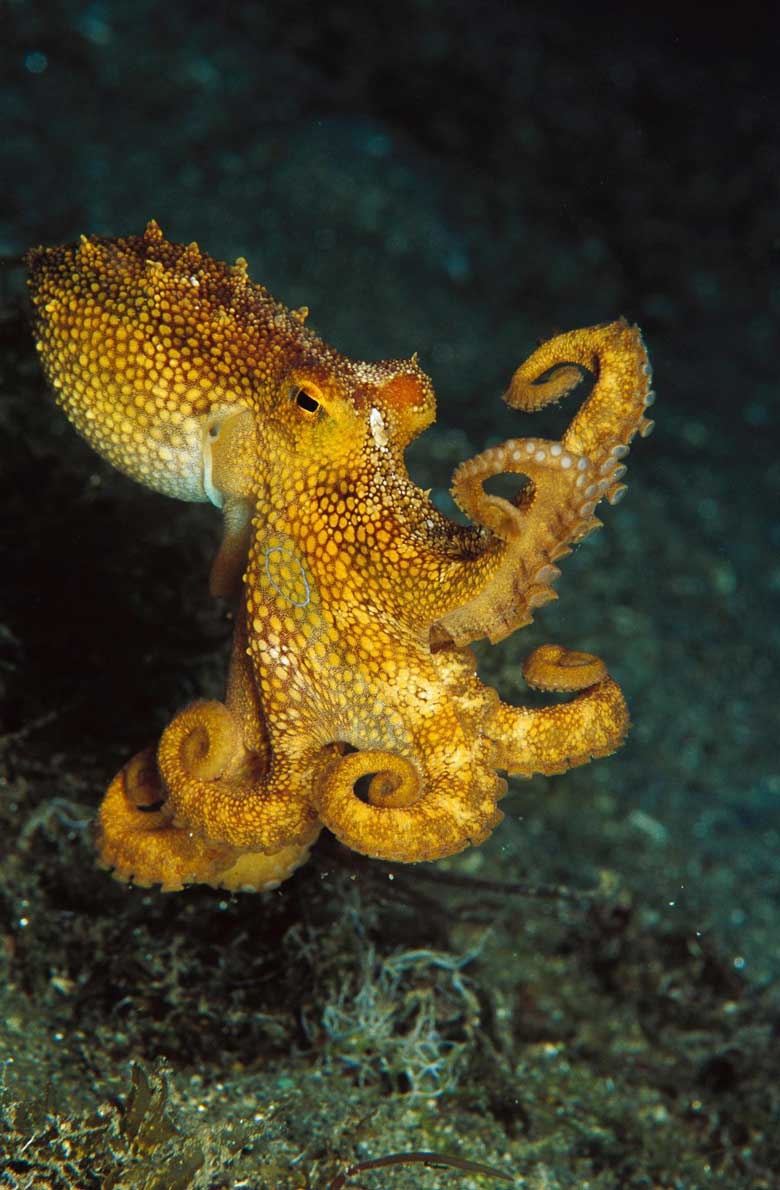 ギャラリー 変幻自在 不思議いっぱいの美しいタコたち 写真28点 ナショナルジオグラフィック日本版サイト ギャラリー 変幻自在 不思議いっぱいの美しいタコたち 写真28点 ナショナルジオグラフィック日本版サイト